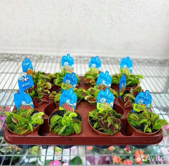 Хищное растение Дионея Мусципула / Венерина Мухоло