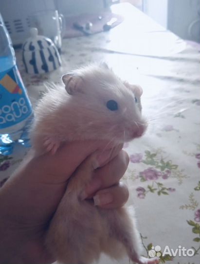 Сирийский хомяк