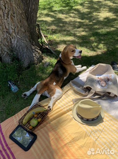 Бигль Вязка