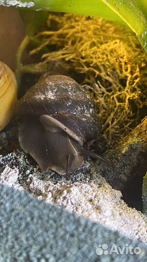 Субулина октона. Караколус альбино и блек шелл