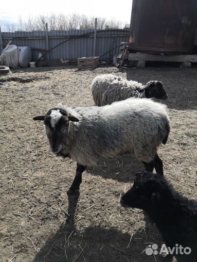 Баран романовский на племя