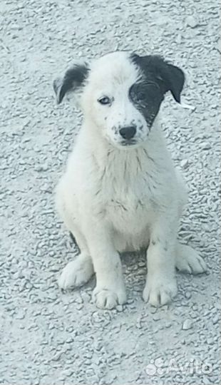 Щенки, потомство собак-охранников