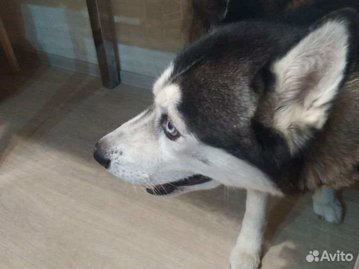 Собаки бесплатно