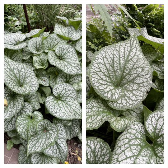 Лилейник / Бруннера гигант