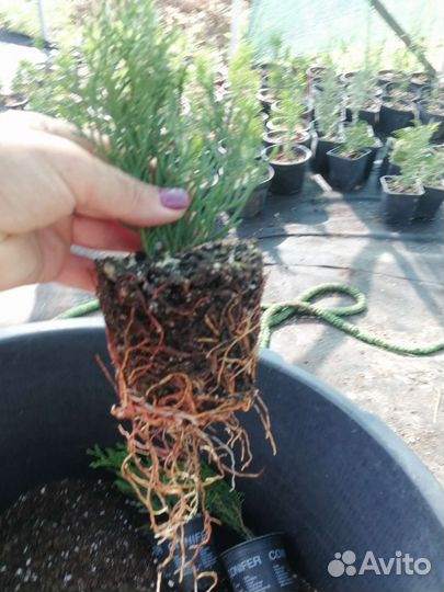 Туи, можжевельники