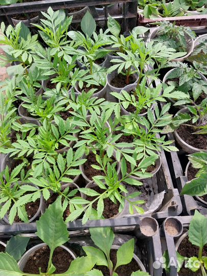 Рассада цветов