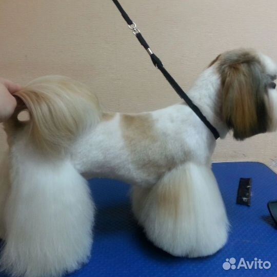 Груминг с выездом на дом. юао