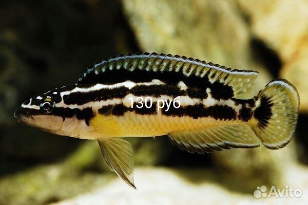 Аквариумные рыбки