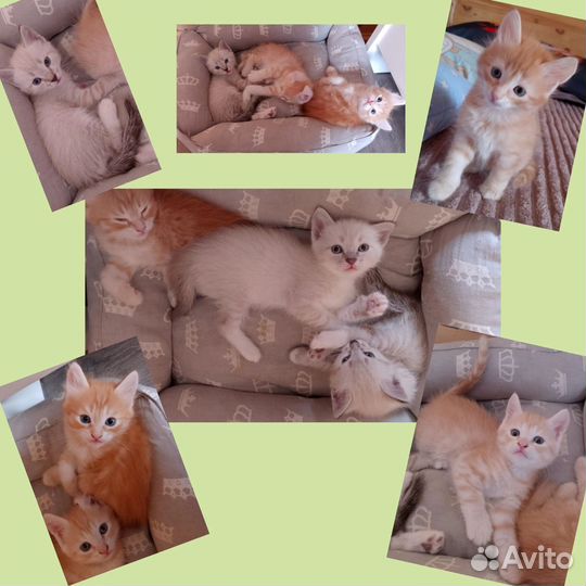 Котята в добрые руки