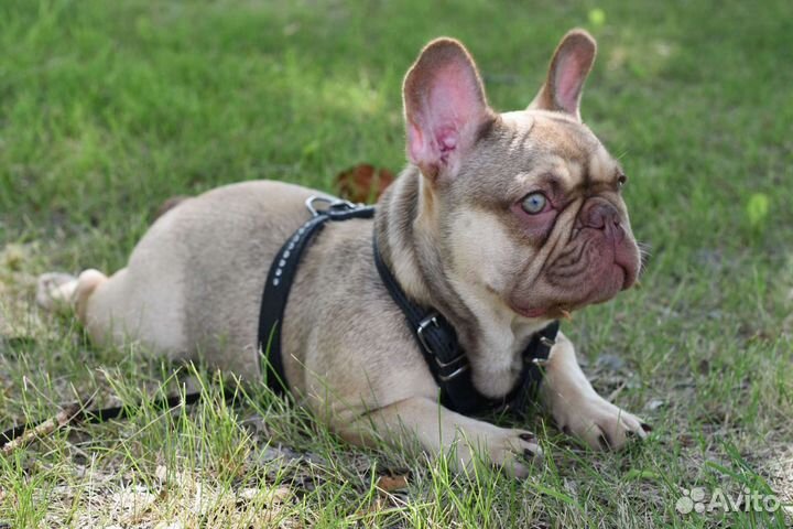 Шоколадный идеальный мальчик