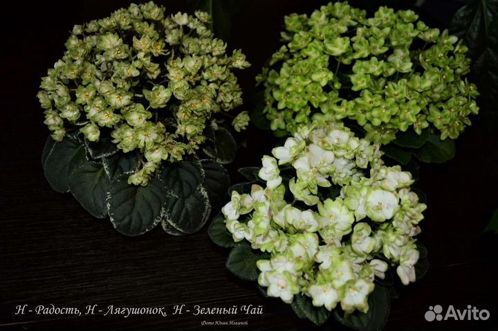 Пасынки фиалок