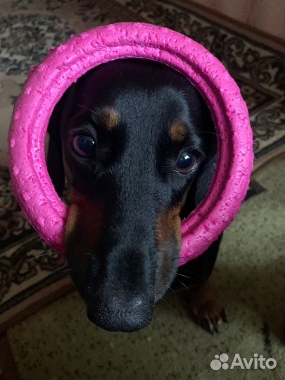 Такса вязка девочка