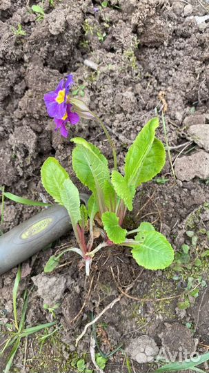 Примула, Анемона