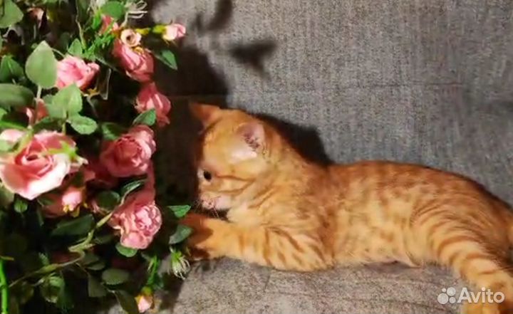 Отдадим в добрые руки рыжего котенка - мальчика