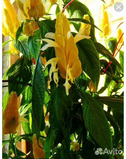 Комнатные,многолетники, летники цветы