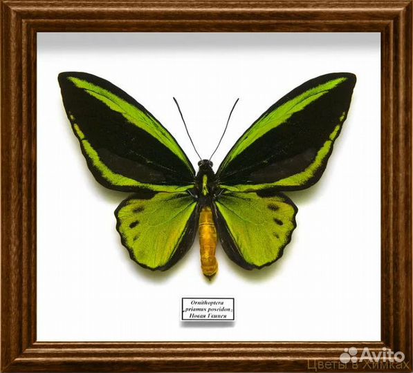 Бабочка птицекрыл Приам