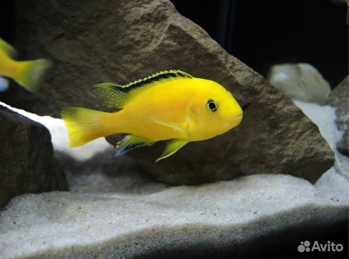 Лабидохромис еллоу