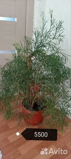 Пальма Юкка