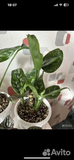 Набор растений