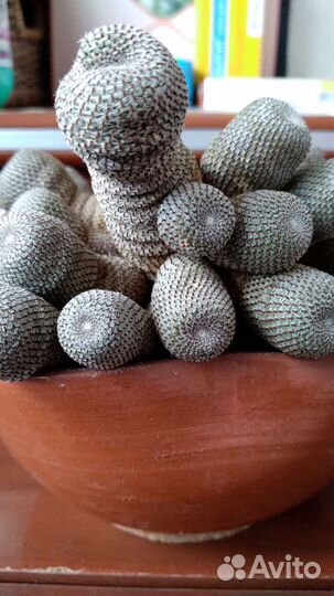 Кактус Aylostera heliosa