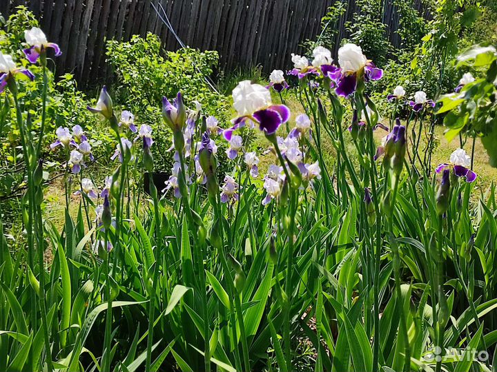 Ирисы (корневище)