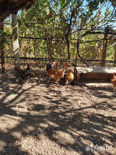 Куры молодки