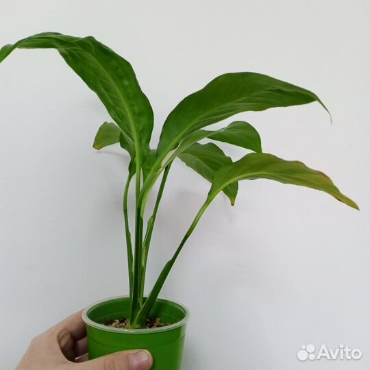 Спатифиллум Пикассо
