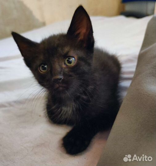 Черный котенок мальчик в добрые руки