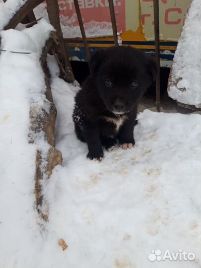 Два крепыша