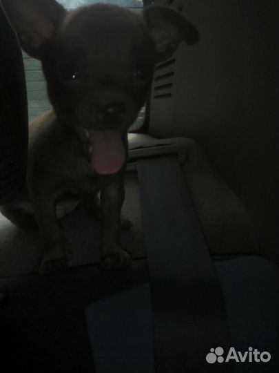 Мини той-терьер