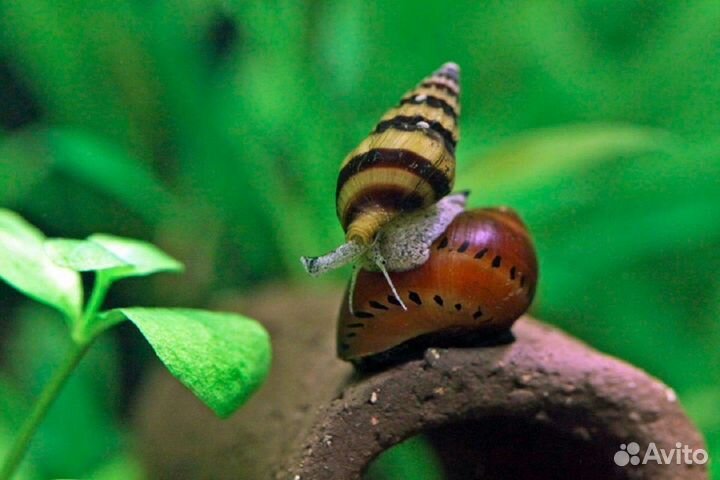 Хищные аквариумные улитки Хелена