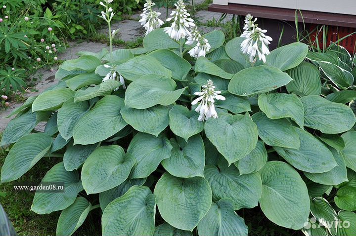 Многолетники цветы для сада