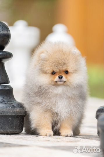 Шикарный щенок шпица