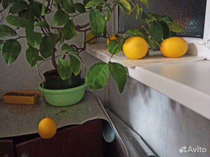 Лимонное дерево