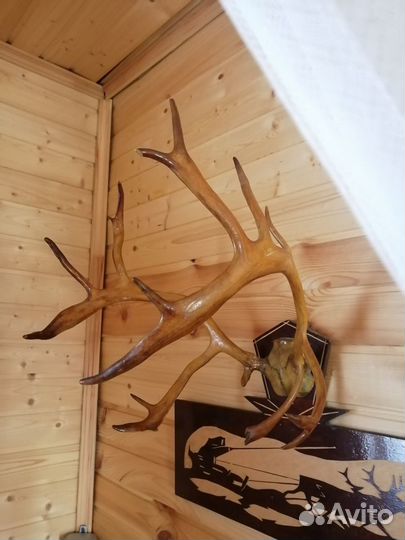 Рога оленя