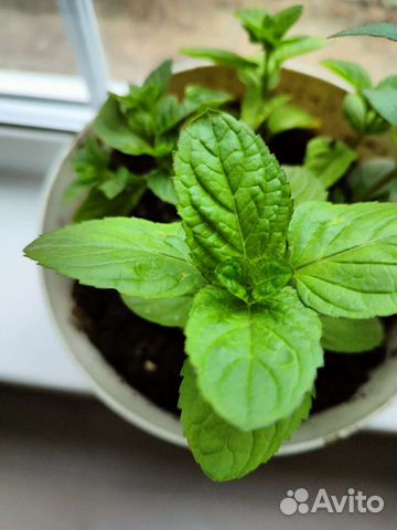 Мята апельсиновая, грейпфрутовая