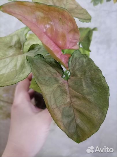 Сингониум pink flecked