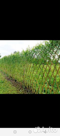 Русская пальма. Плетеная ива