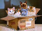Кошки из приюта в дар