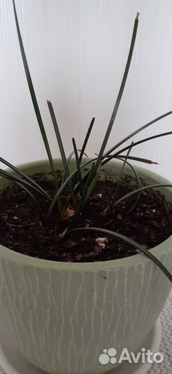 Зефирантес