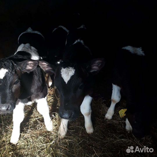 Телята бычки