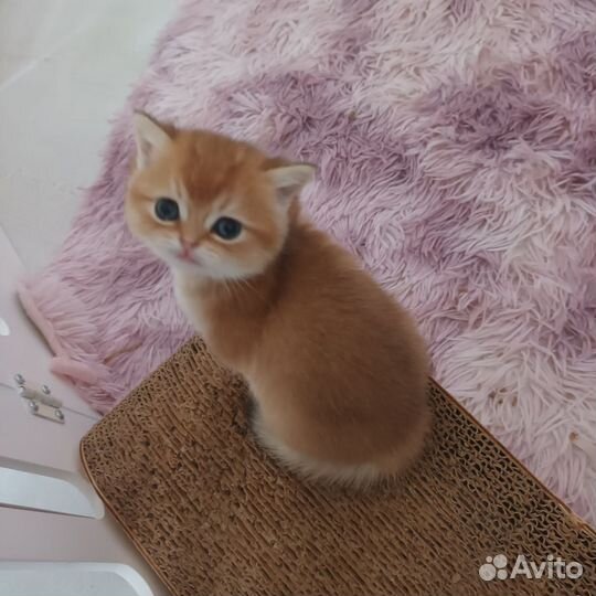 Британские котята