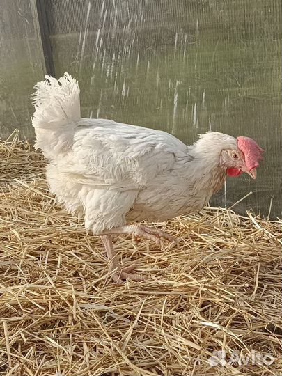 Куры несушки