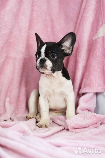 Цветные щенки французского бульдога