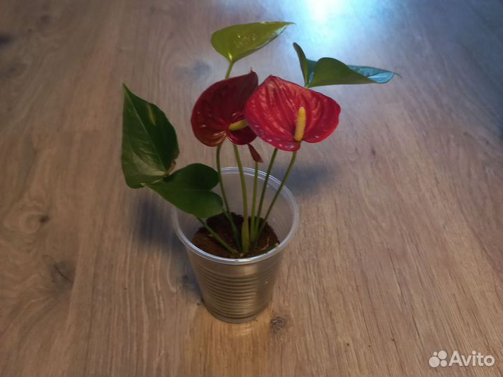Антуриум saccuses red