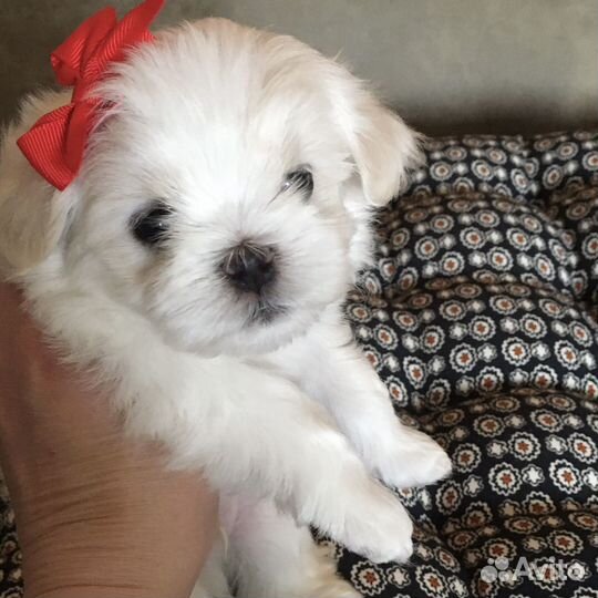 Мальтезе корея