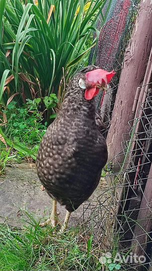 Куры несушки продам
