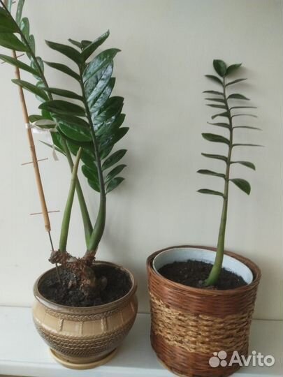 Замиокульпис цветы комнатные