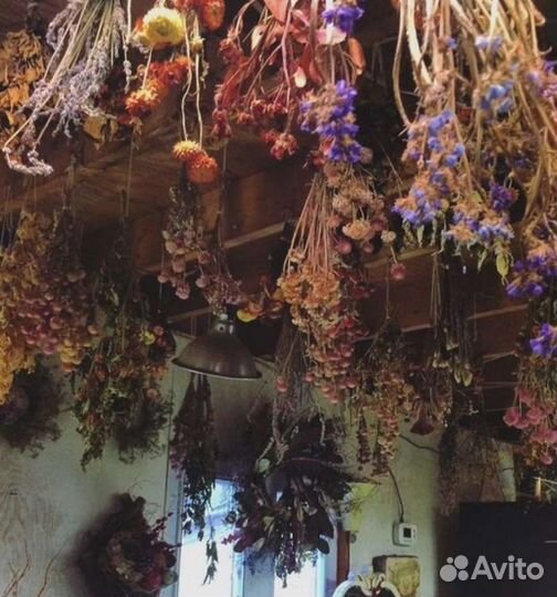 Сухоцветы для творчества