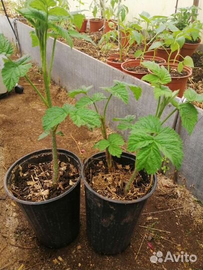 Саженцы малины